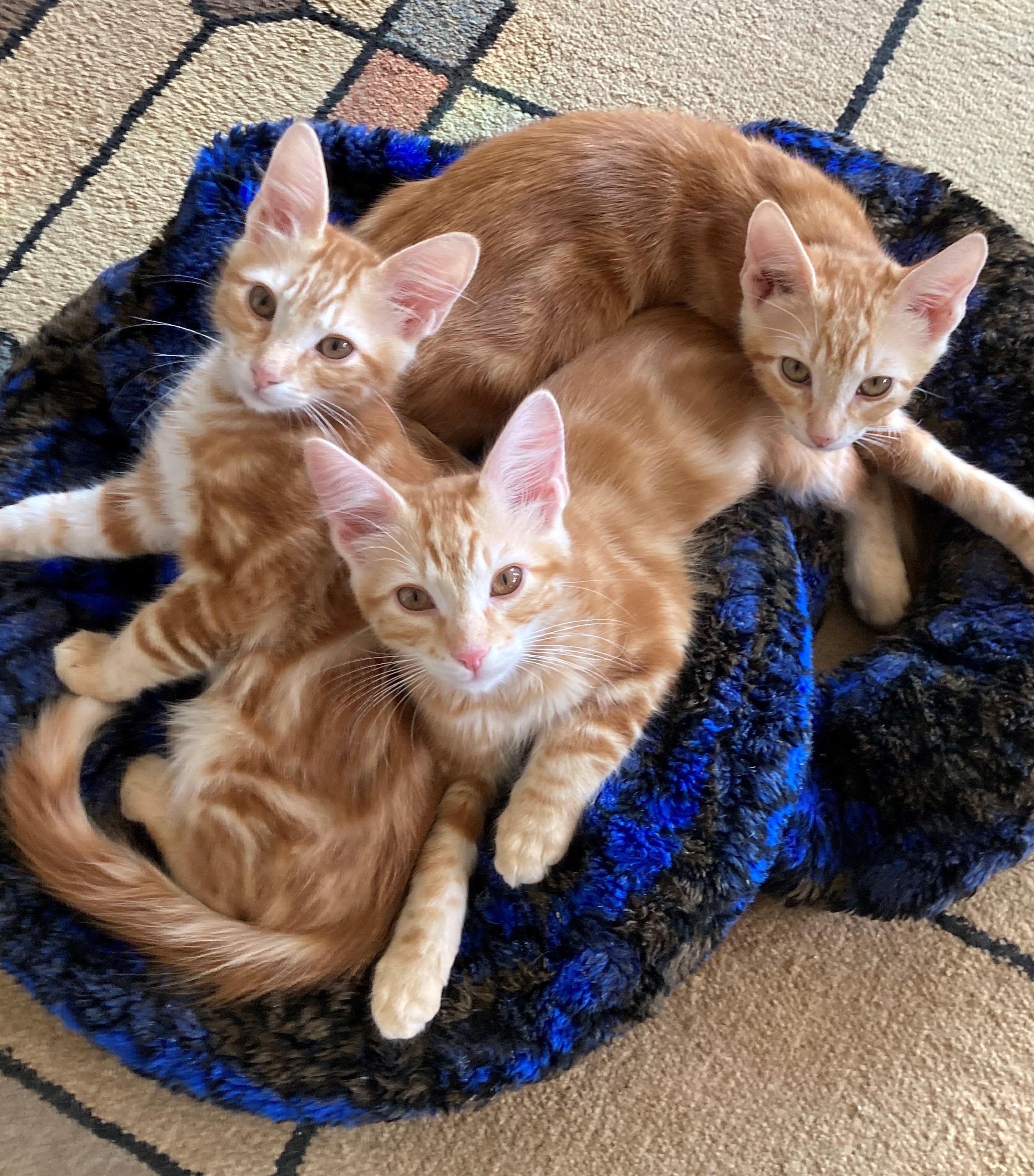 Duncan, a Adoptable American Shorthair in Merced, CA image 3/5