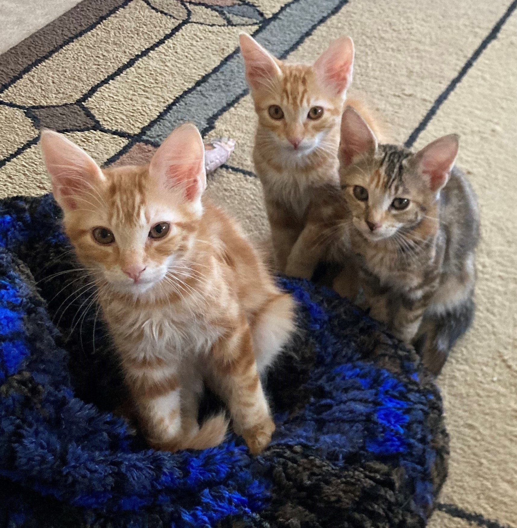 Duncan, a Adoptable American Shorthair in Merced, CA image 4/5