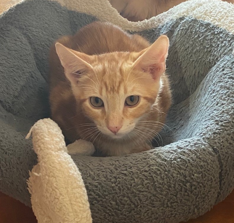 Duncan, a Adoptable American Shorthair in Merced, CA image 5/5