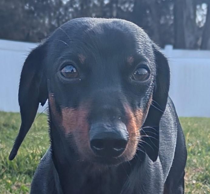 Ollie in NC, a ADOPTABLE Dachshund in Denver, NC image 3/4