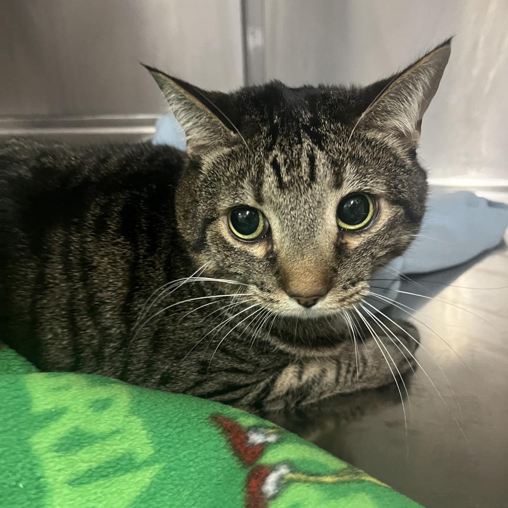 Frankie, Adoptable, Adult Male Domestic Short Hair.