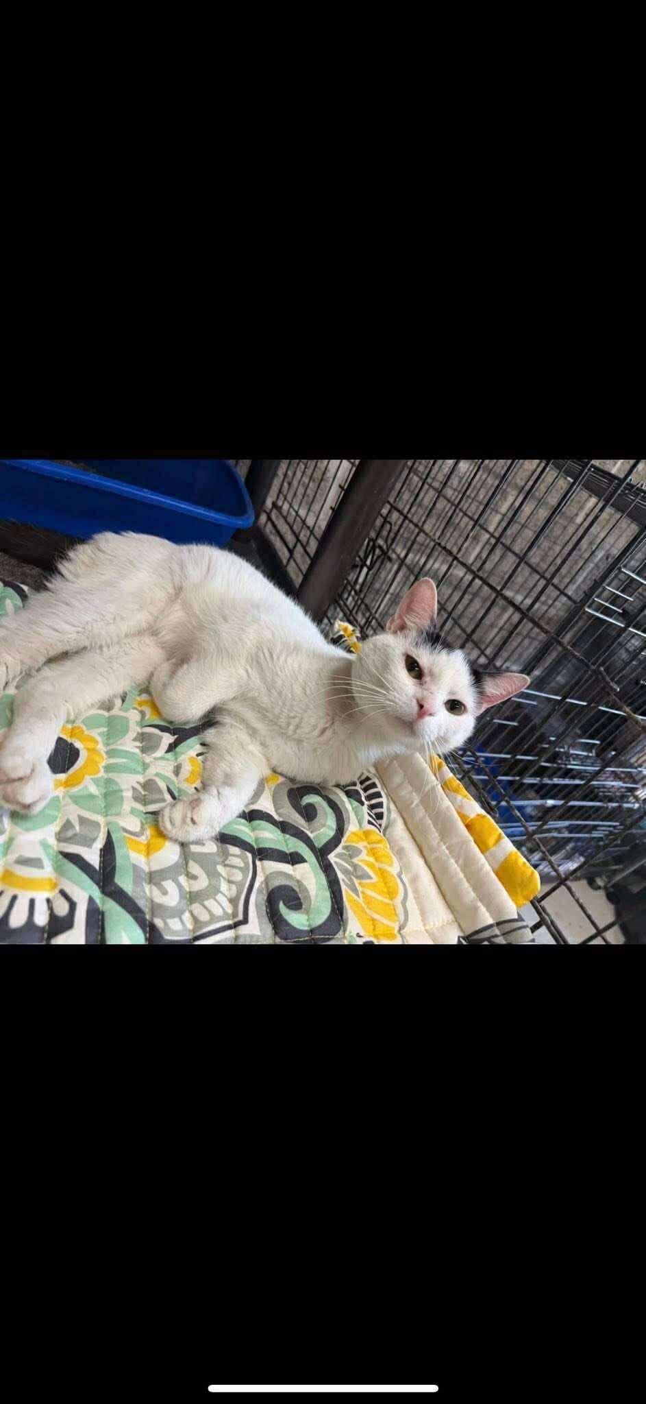 Greg 071401, an adoptable Domestic Short Hair in Amory, MS, 38821 | Photo Image 2
