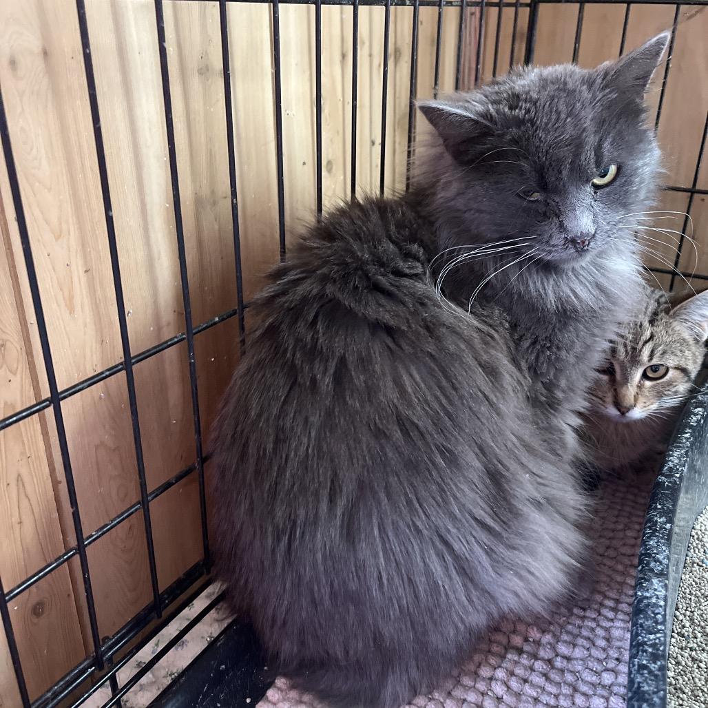 Lilly, Adoptable, Young Female Domestic Long Hair.