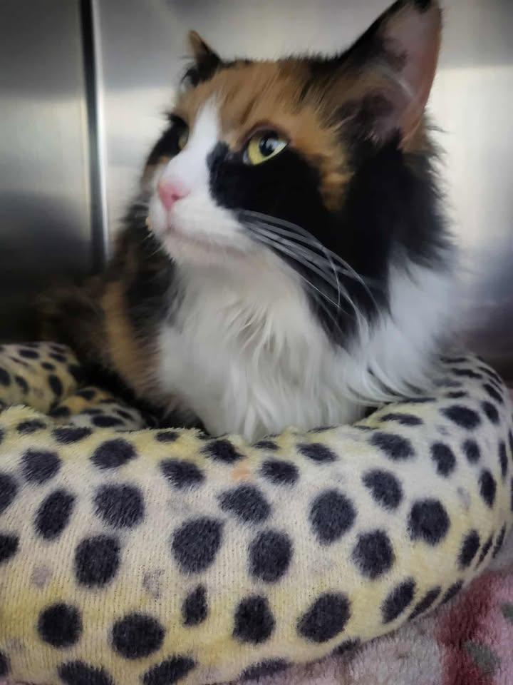 Enlarge Sally, a Adopted Domestic Long Hair in Homer, AK image 1/2