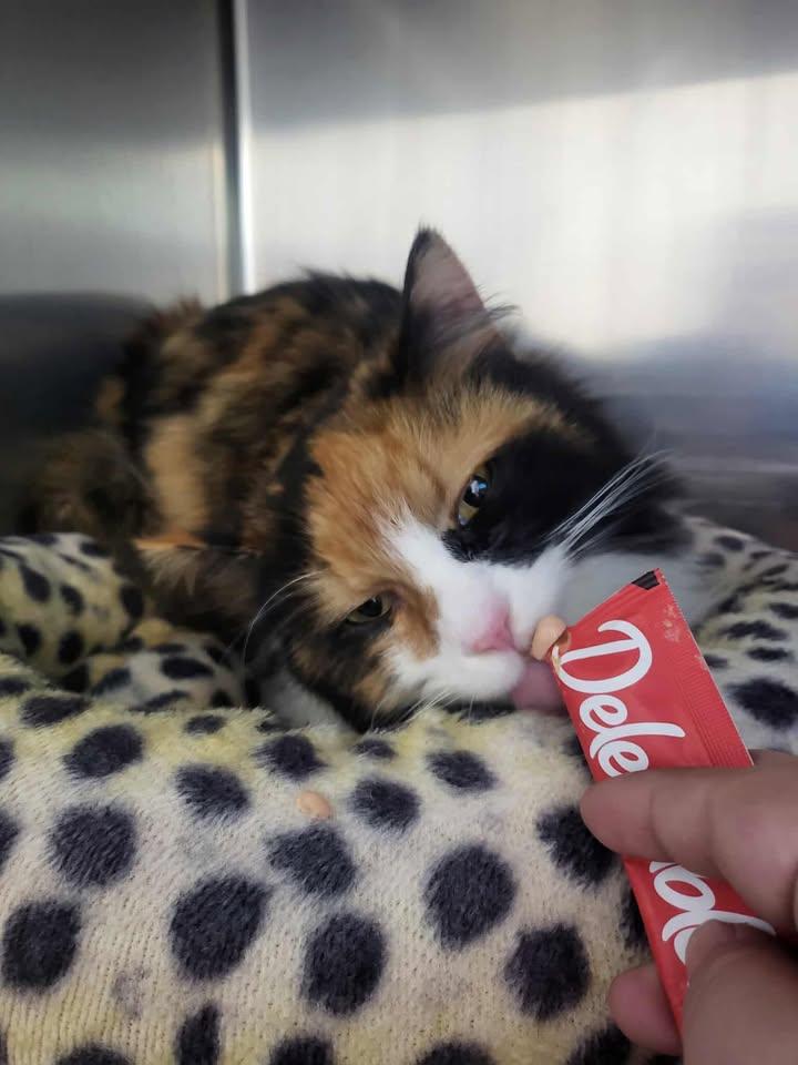 Enlarge Sally, a Adopted Domestic Long Hair in Homer, AK image 2/2