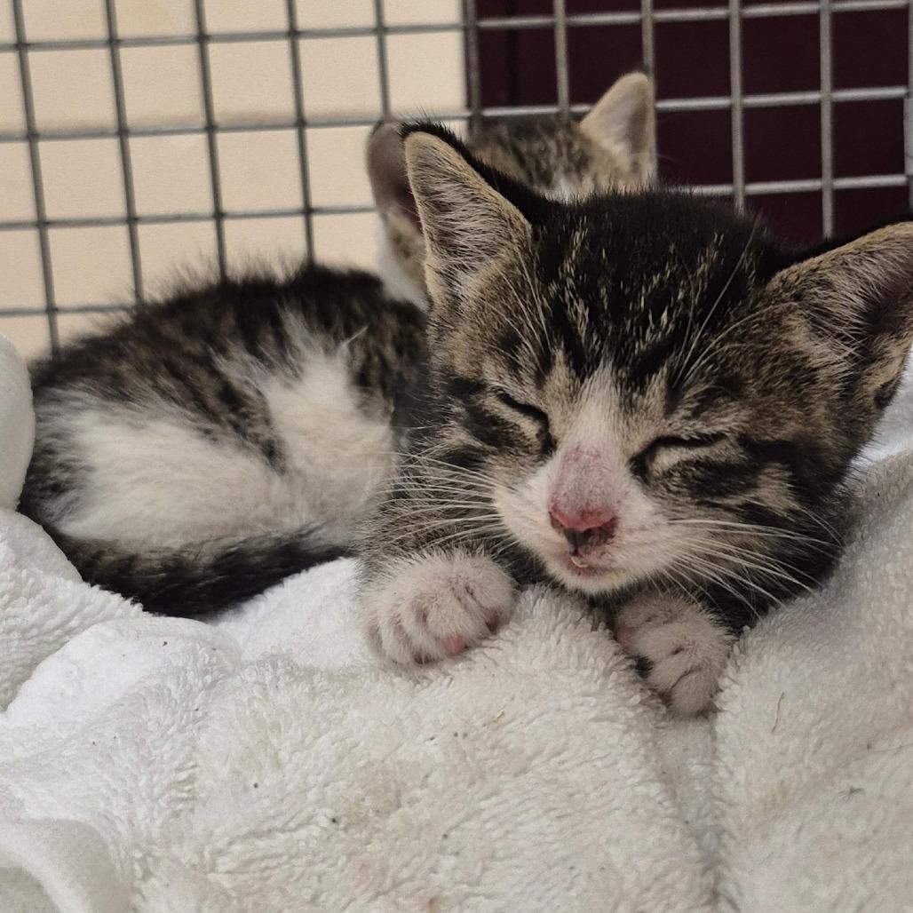 Enlarge SCFL-Stray-67016_2, a Adoptable Domestic Short Hair in Lake Panasoffkee, FL image 1/1