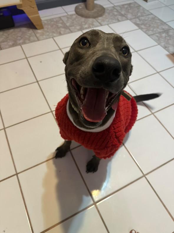 Honda, Adoptable, Young Female Thai Ridgeback.