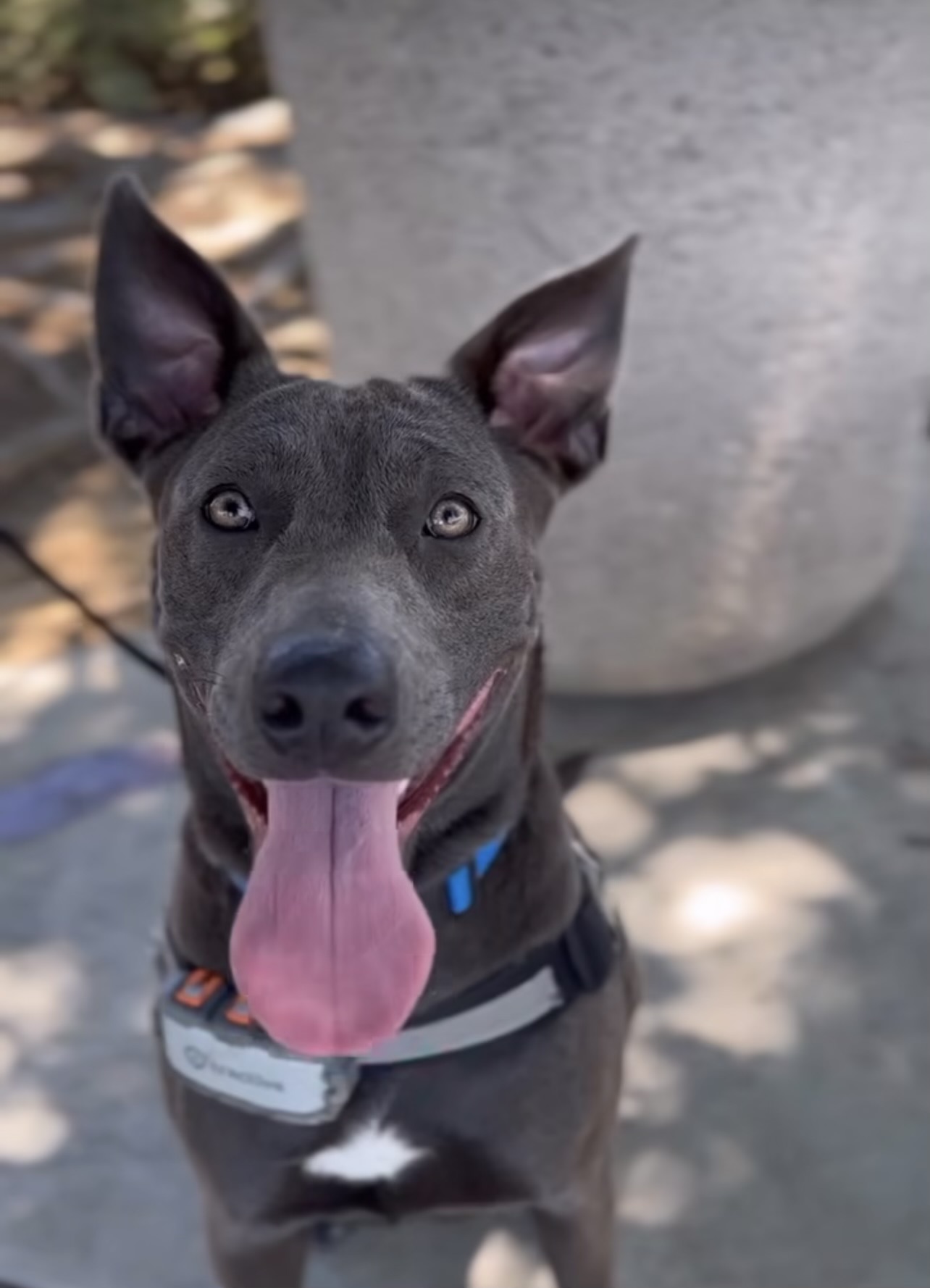 Enlarge Honda, a Adoptable Thai Ridgeback in Claremont, CA image 2/6