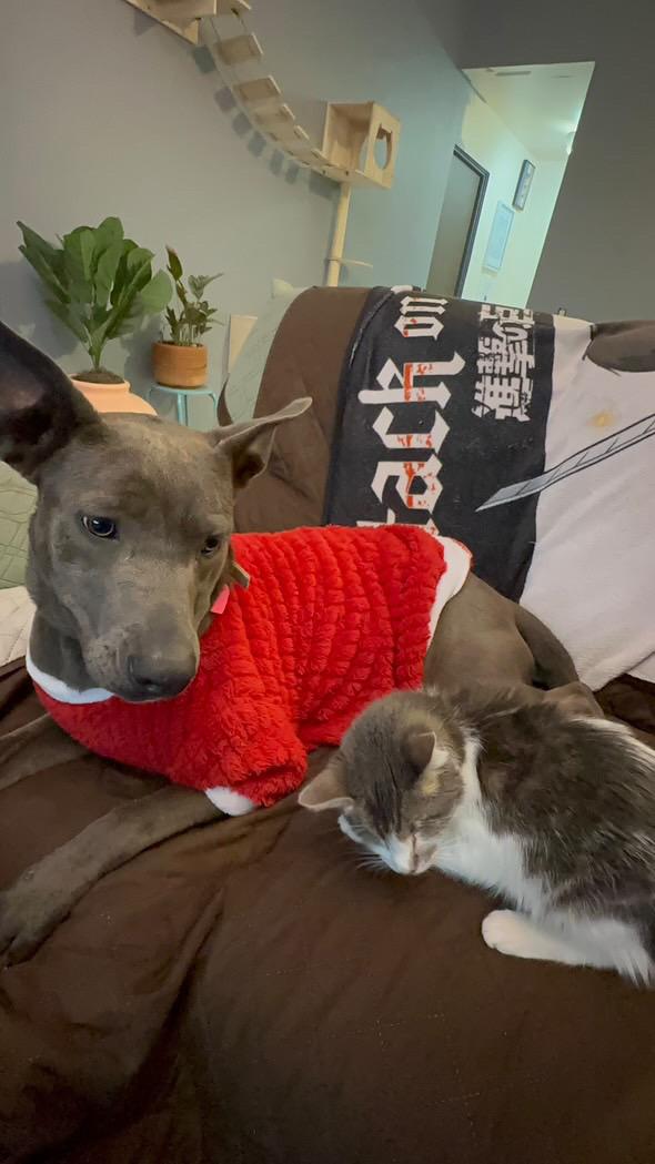 Enlarge Honda, a Adoptable Thai Ridgeback in Claremont, CA image 1/6