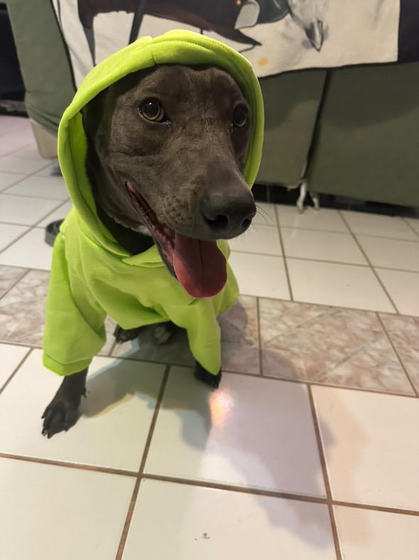 Enlarge Honda, a Adoptable Thai Ridgeback in Claremont, CA image 6/6