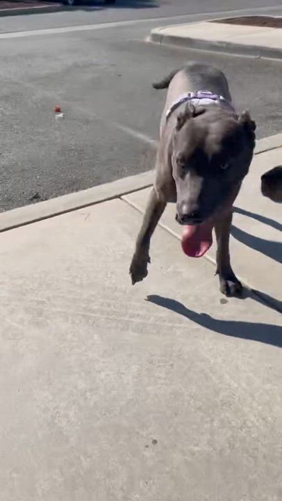 Enlarge Honda, a Adoptable Thai Ridgeback in Claremont, CA video 3/6