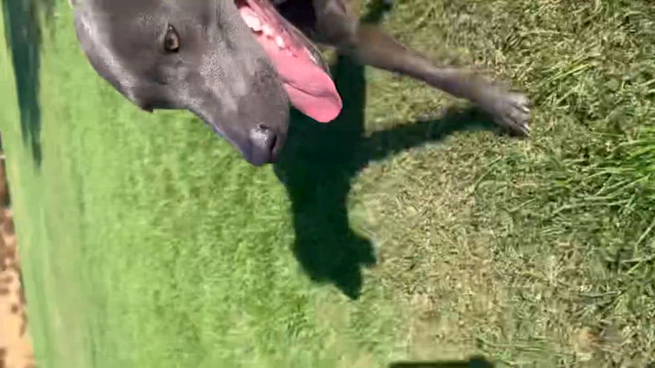 Enlarge Honda, a Adoptable Thai Ridgeback in Claremont, CA video 4/6