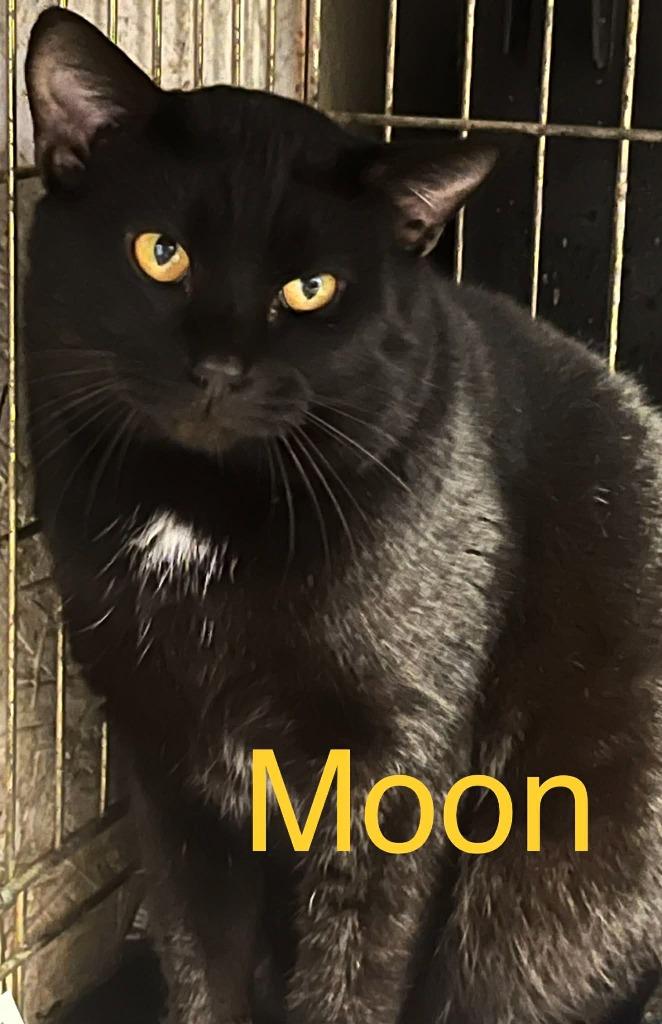 Moon, Adoptable, Adult Male Domestic Short Hair.