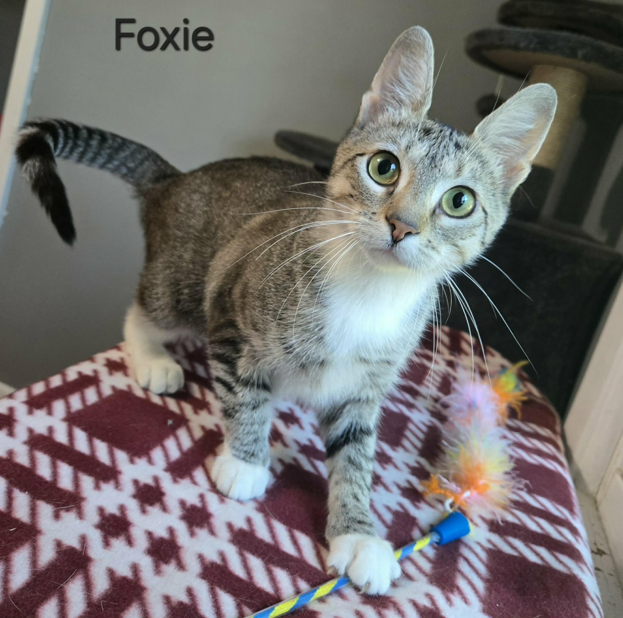 Foxie, ADOPTABLE, Kitten Female Domestic Short Hair.