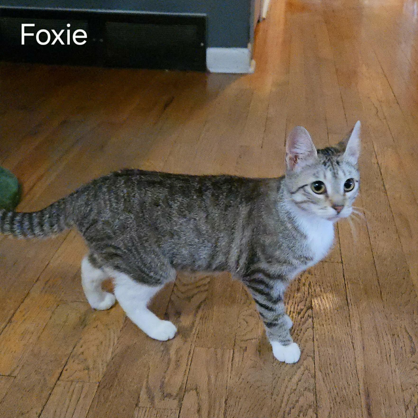 Enlarge Foxie, a ADOPTABLE Domestic Short Hair in Sedalia, MO image 2/5