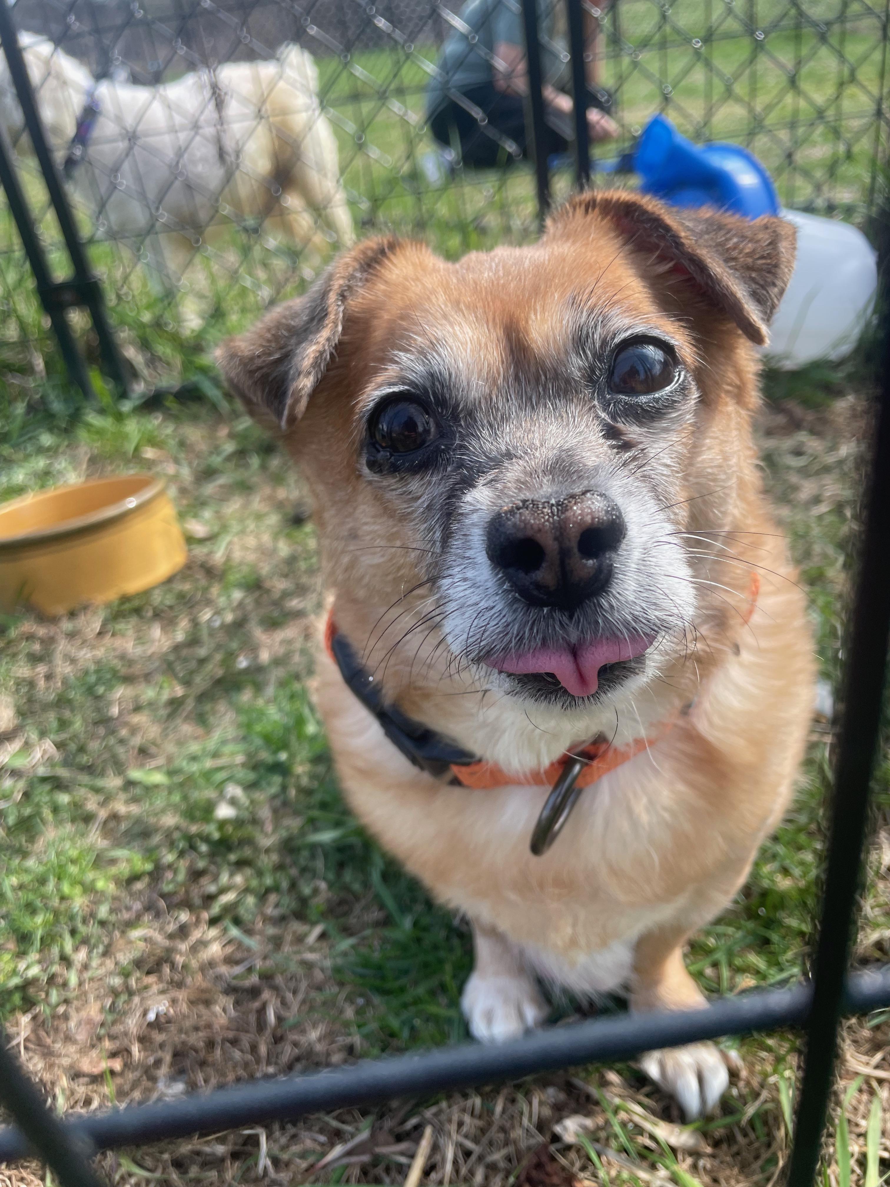 Enlarge Sourdough, a Adoptable mixed breed in Hewitt, NJ image 1/6