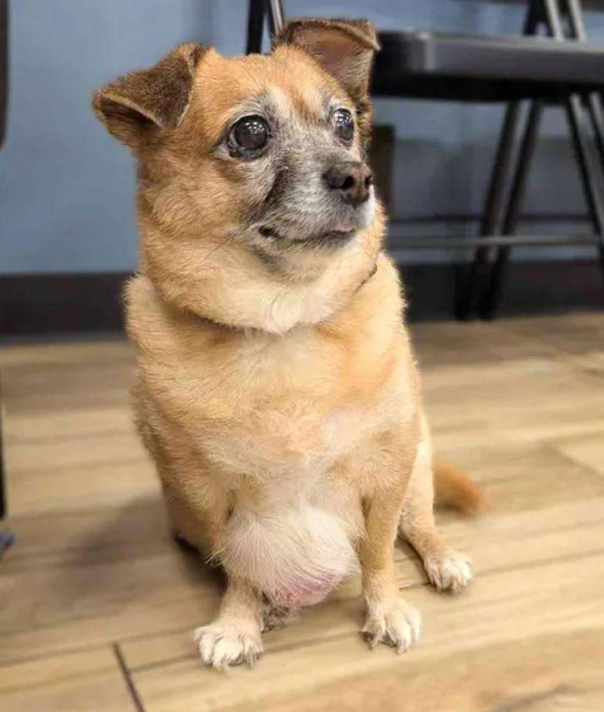 Enlarge Sourdough, a Adoptable mixed breed in Hewitt, NJ image 2/6