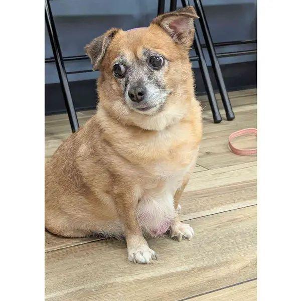 Enlarge Sourdough, a Adoptable mixed breed in Hewitt, NJ image 3/6