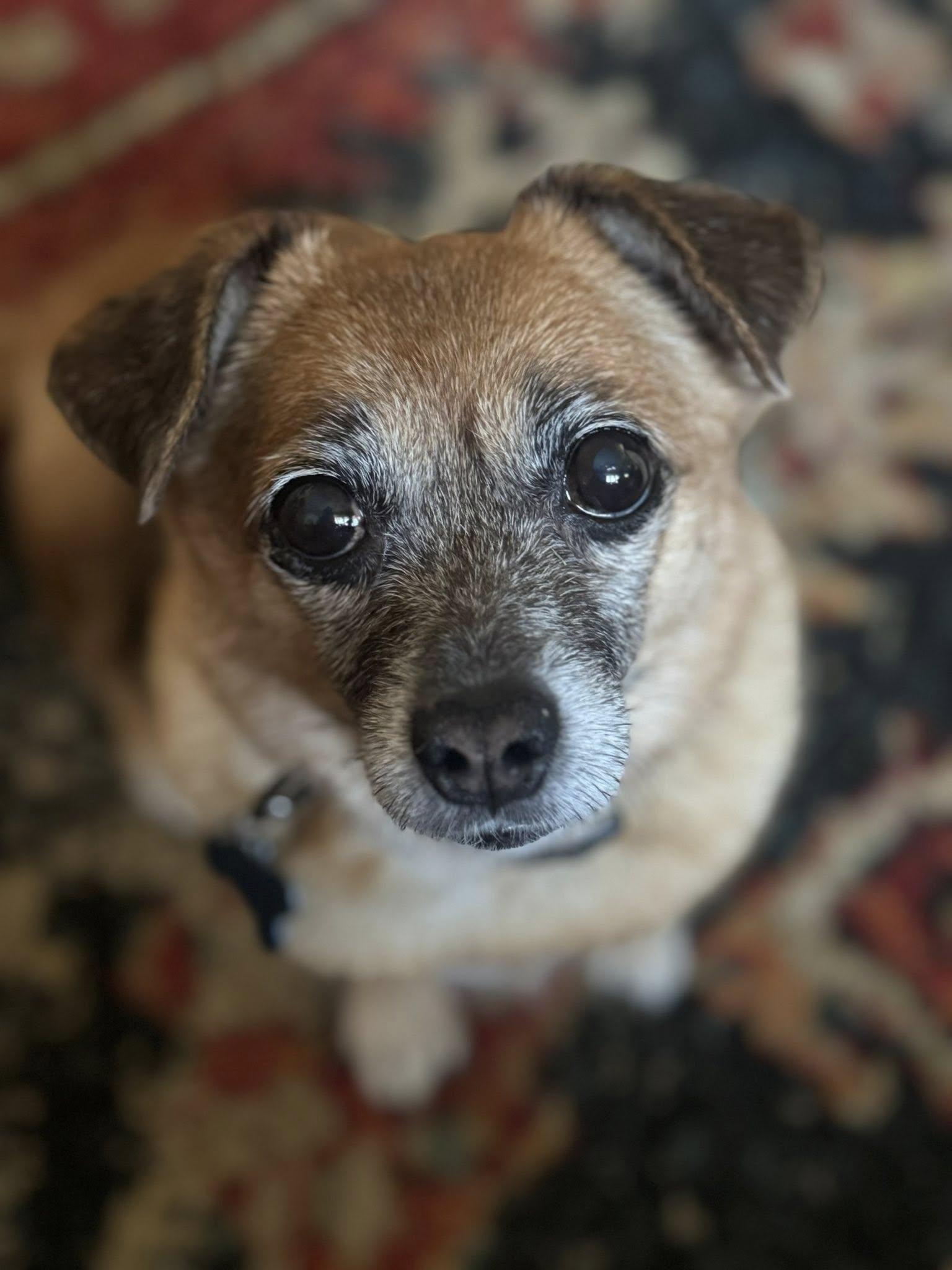 Enlarge Sourdough, a Adoptable mixed breed in Hewitt, NJ image 5/6