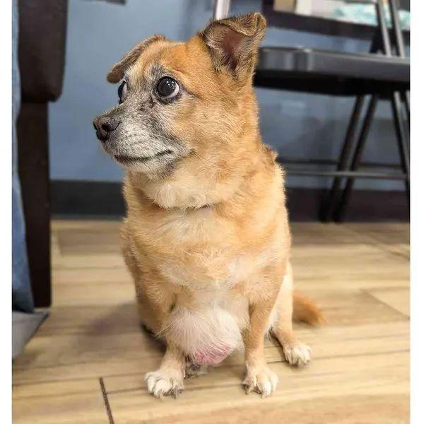 Enlarge Sourdough, a Adoptable mixed breed in Hewitt, NJ image 6/6