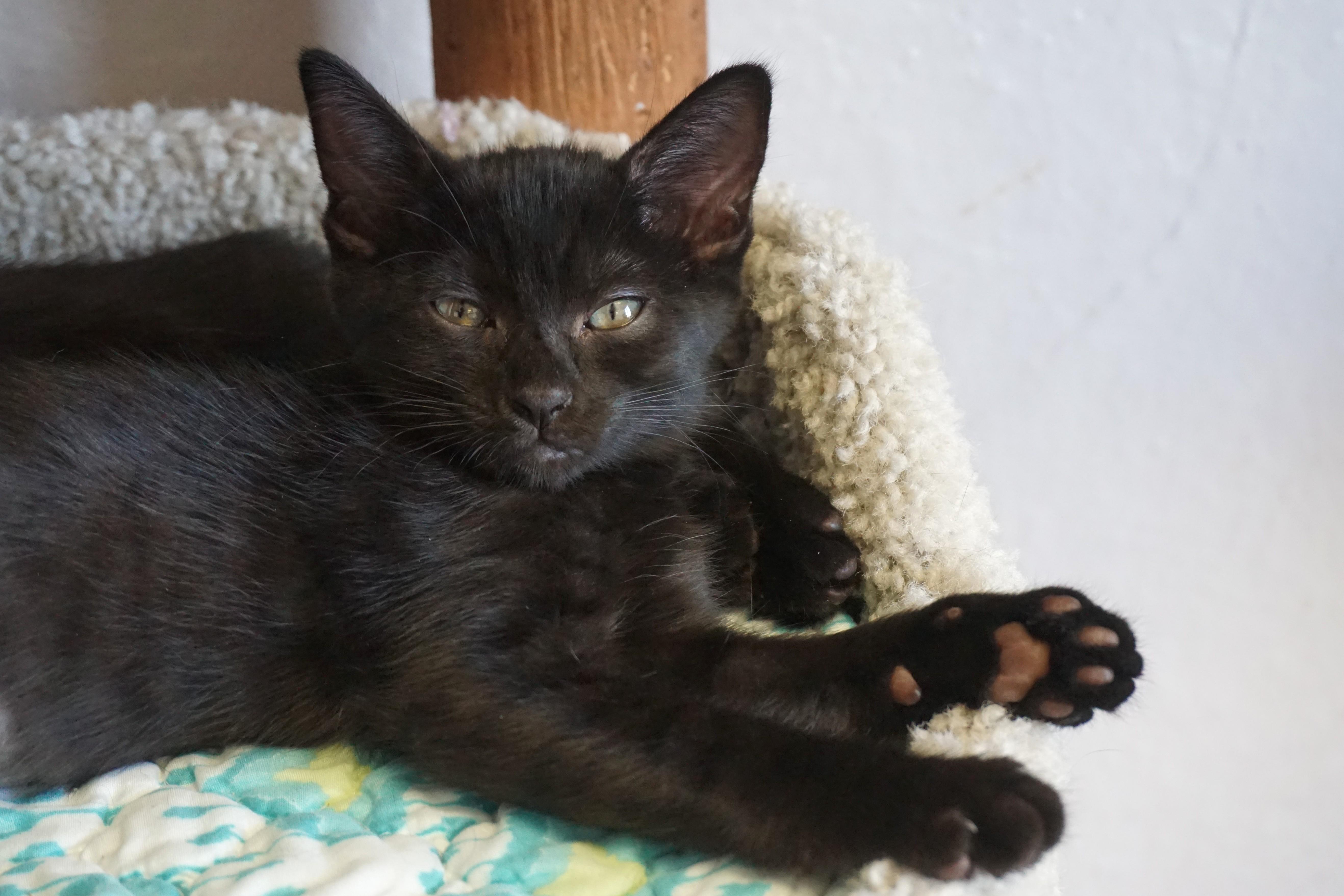 Enlarge Mittens III, a Adoptable Domestic Short Hair in Fountain Hills, AZ image 2/3