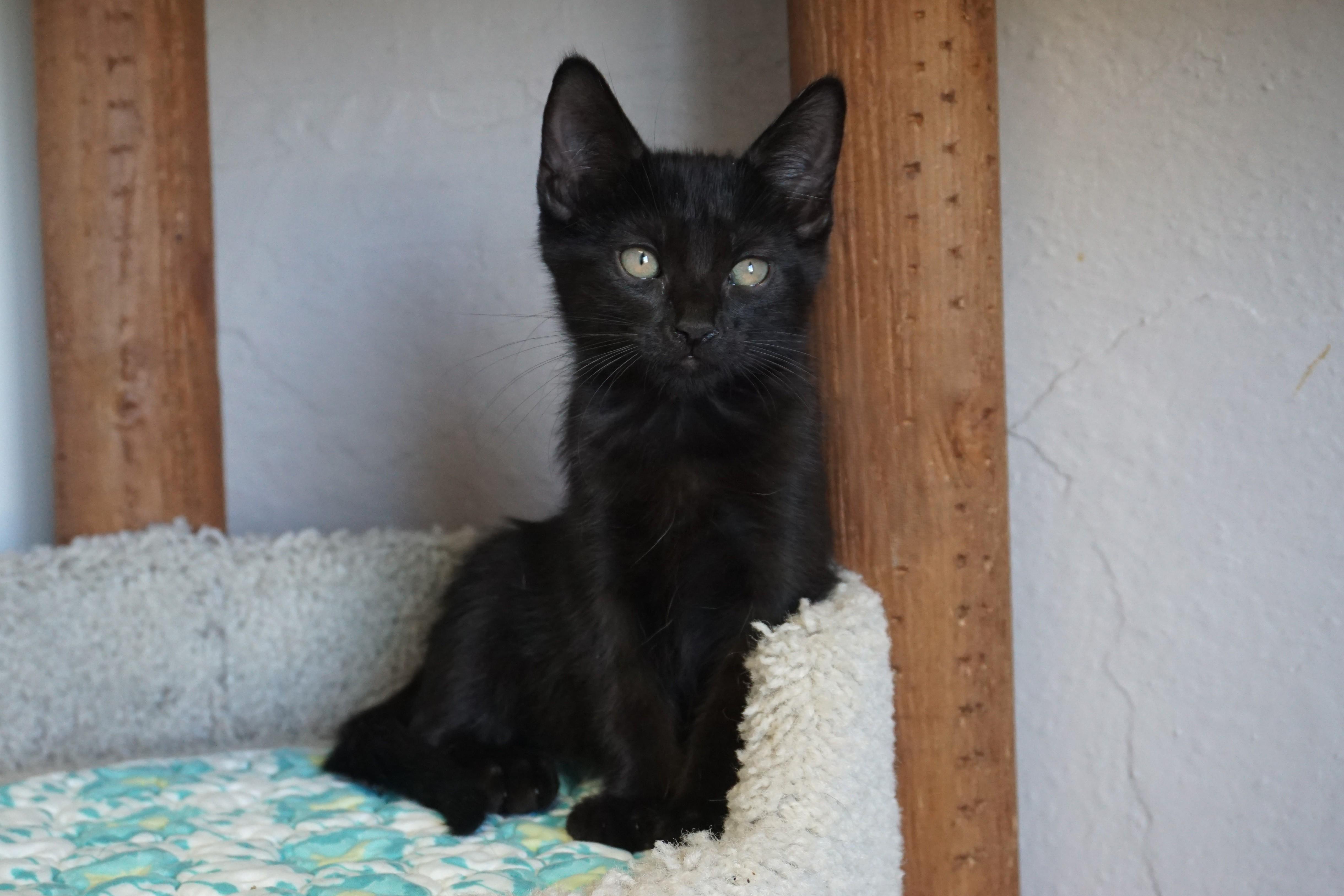 Enlarge Mittens III, a Adoptable Domestic Short Hair in Fountain Hills, AZ image 3/3