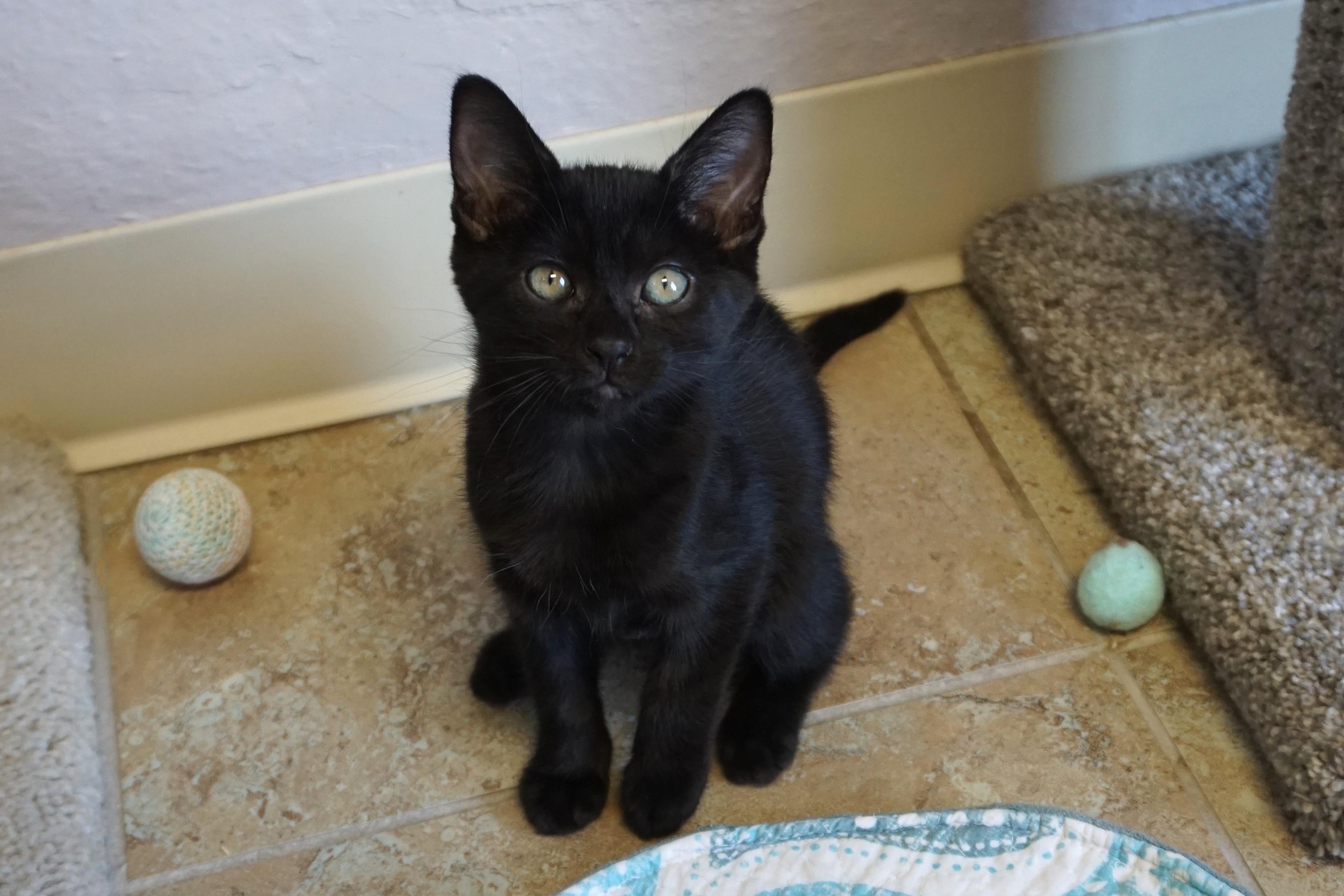 Mittens III, Adoptable, Kitten Male Domestic Short Hair.