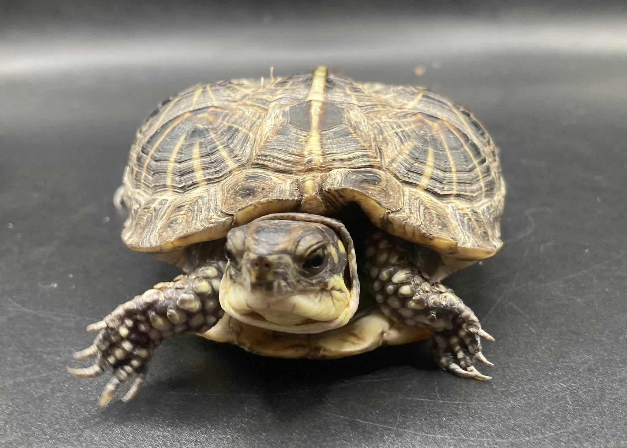 Enlarge Clyde, an adopted Box in Palmerton, PA image 1/3