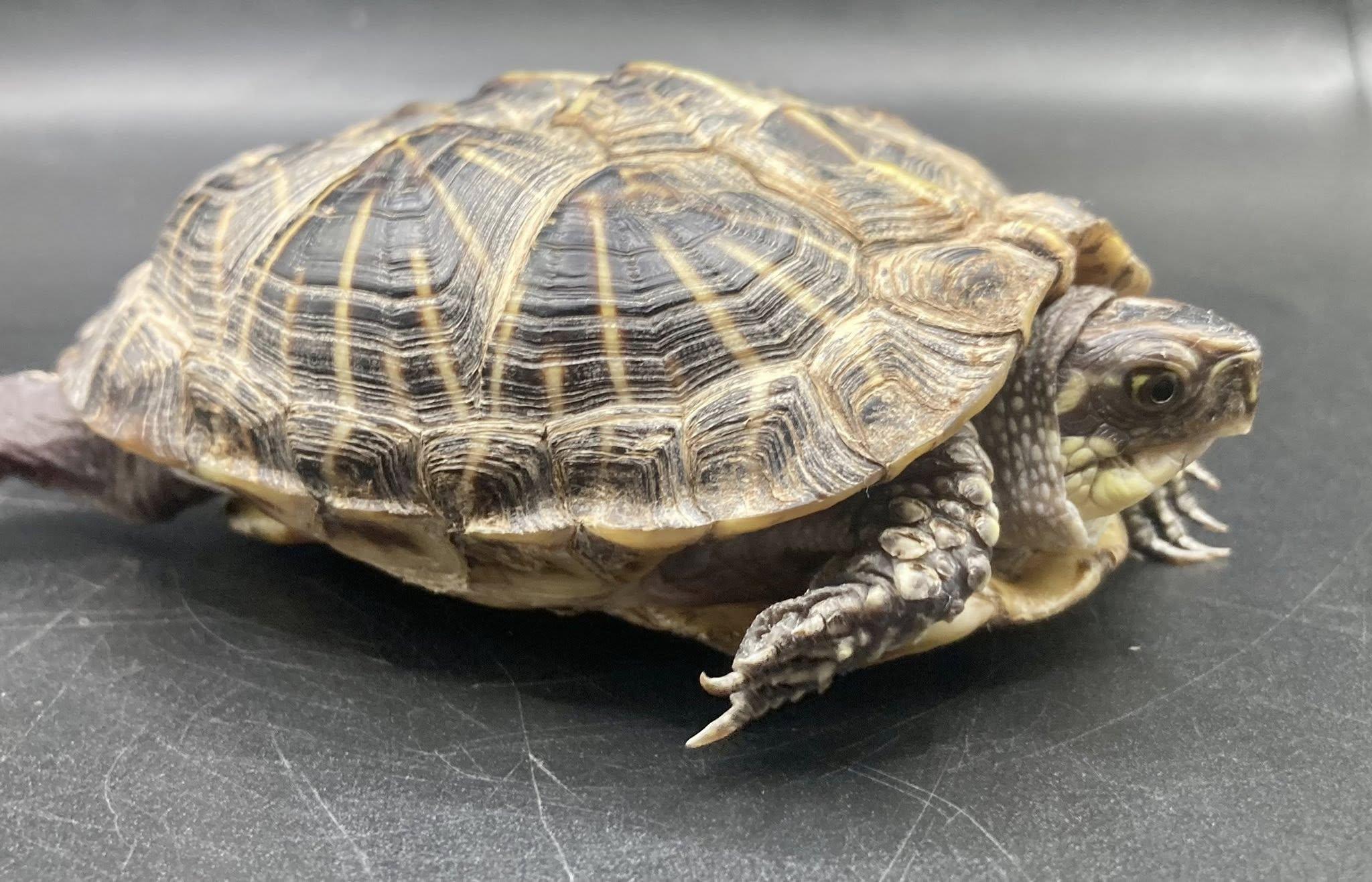 Enlarge Clyde, an adopted Box in Palmerton, PA image 2/3