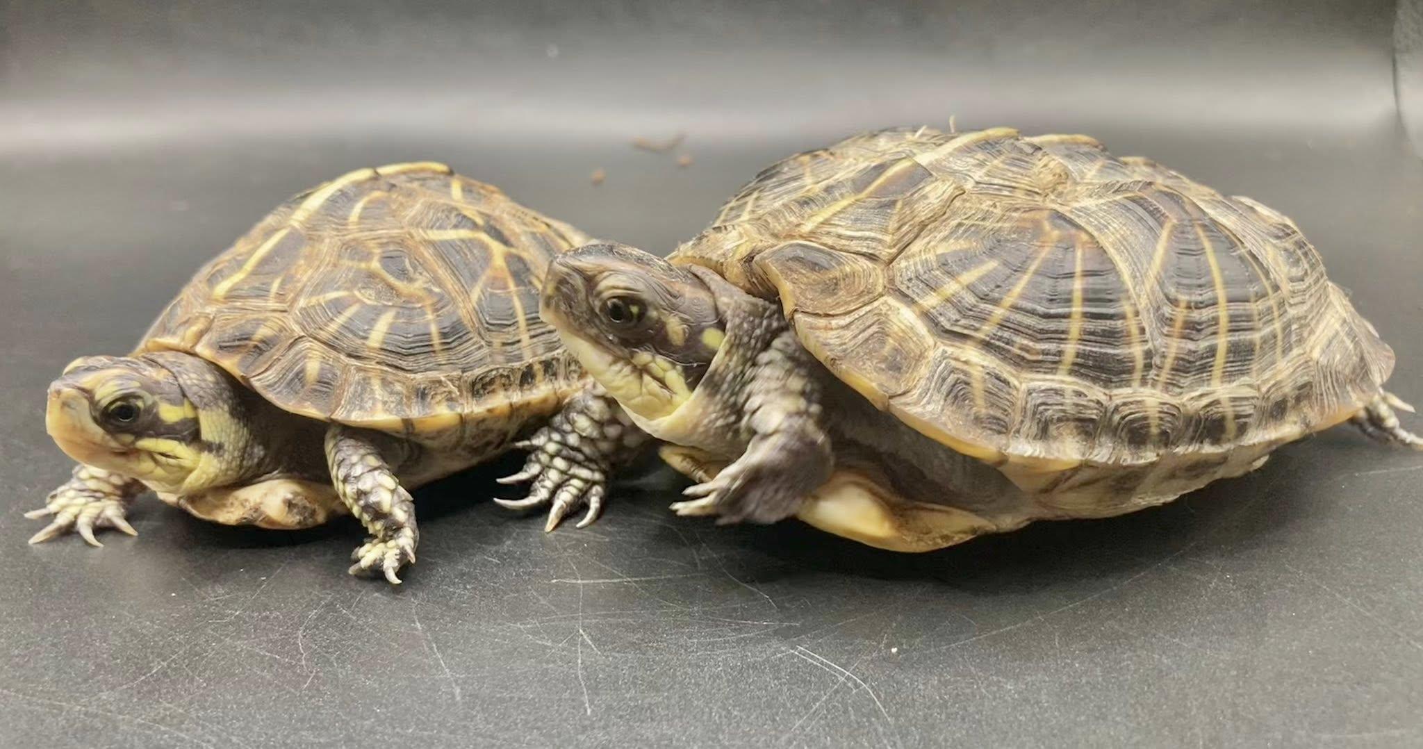 Enlarge Clyde, an adopted Box in Palmerton, PA image 3/3