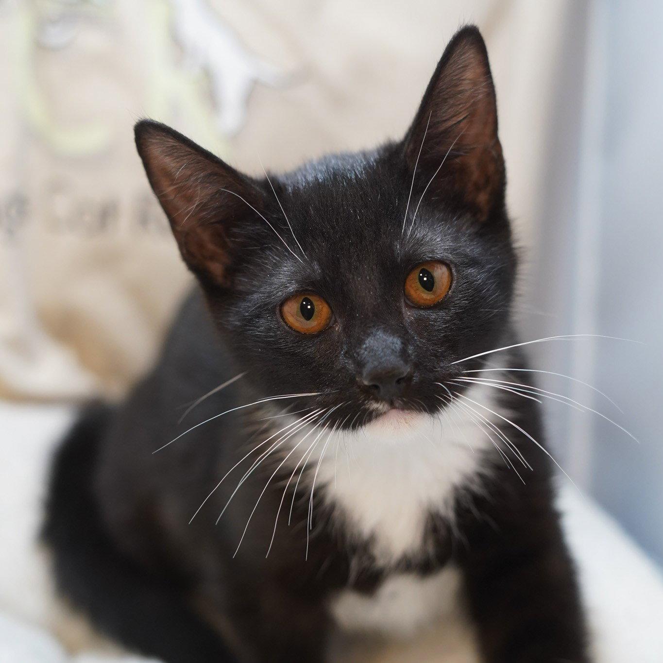 Maxine, Adoptable, Kitten Female Tuxedo & Domestic Short Hair.