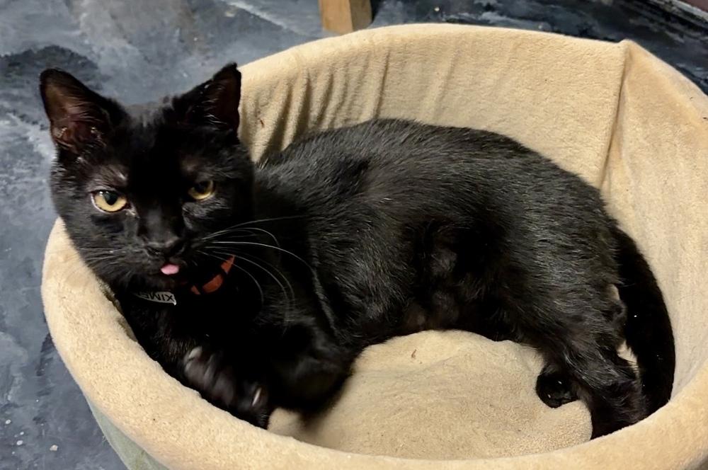 Ximena ‘25, Adopted, Young Female Domestic Short Hair.