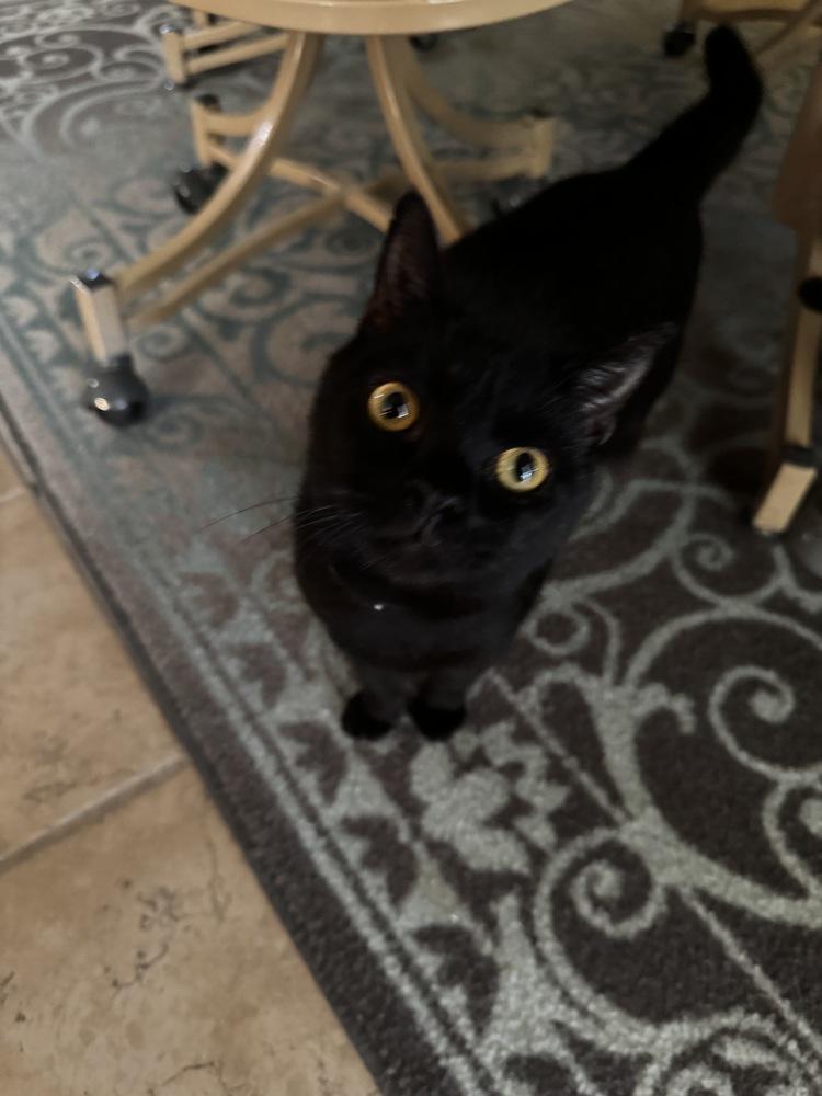 Enlarge Ximena ‘25, a Adopted Domestic Short Hair in Virginia Beach, VA image 2/6