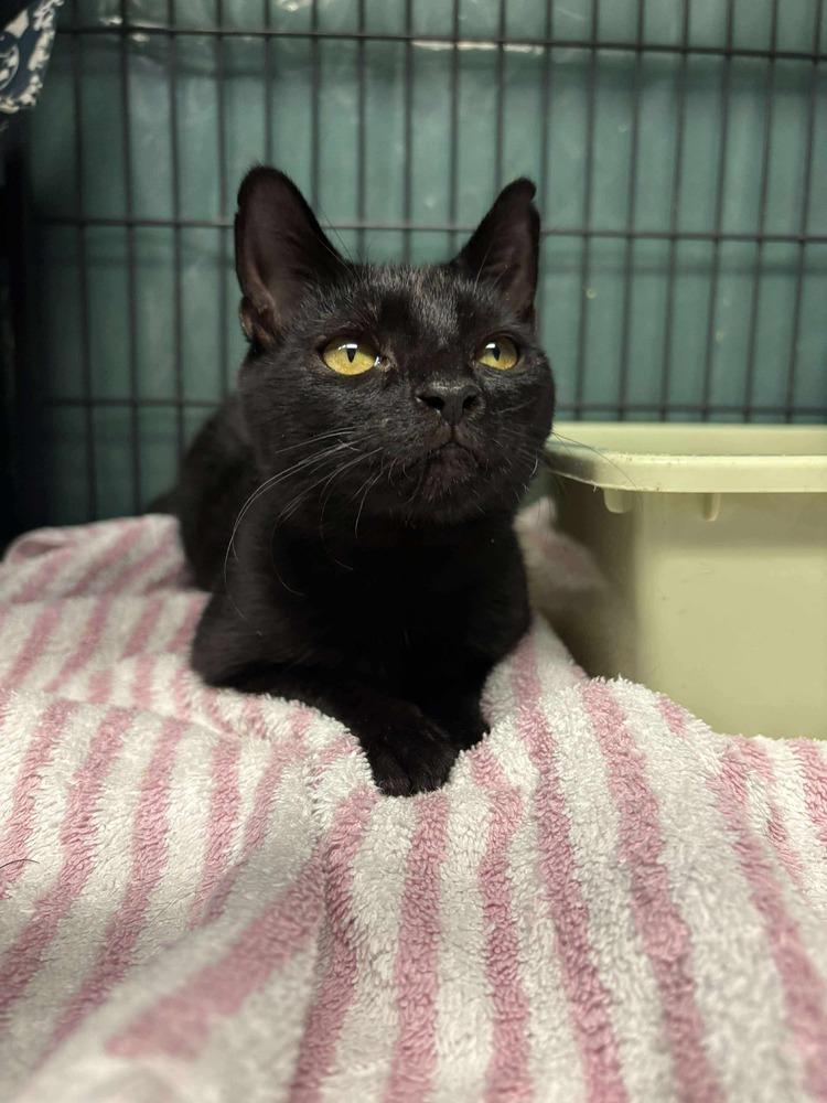 Enlarge Ximena ‘25, a Adopted Domestic Short Hair in Virginia Beach, VA image 3/6