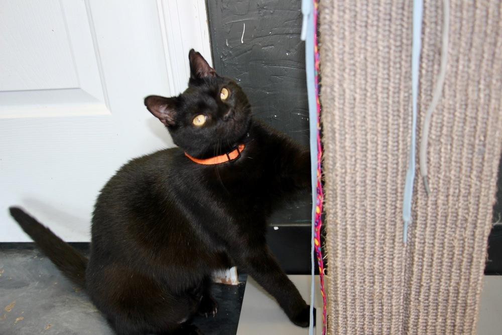 Enlarge Ximena ‘25, a Adopted Domestic Short Hair in Virginia Beach, VA image 4/6