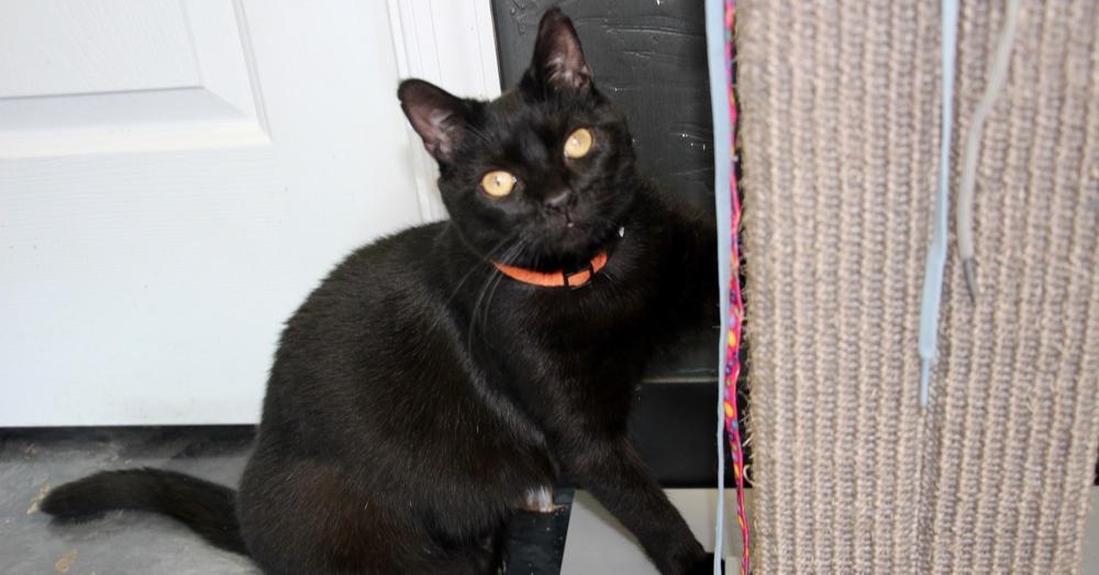 Enlarge Ximena ‘25, a Adopted Domestic Short Hair in Virginia Beach, VA image 5/6