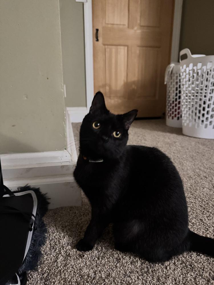 Enlarge Ximena ‘25, a Adopted Domestic Short Hair in Virginia Beach, VA image 6/6