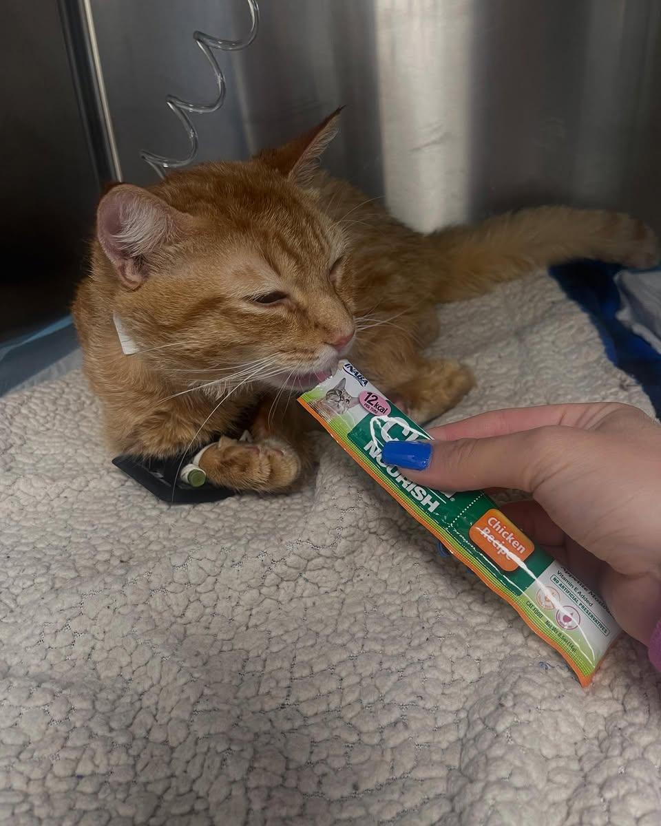 Winston, Adoptable, Young Male Domestic Short Hair.