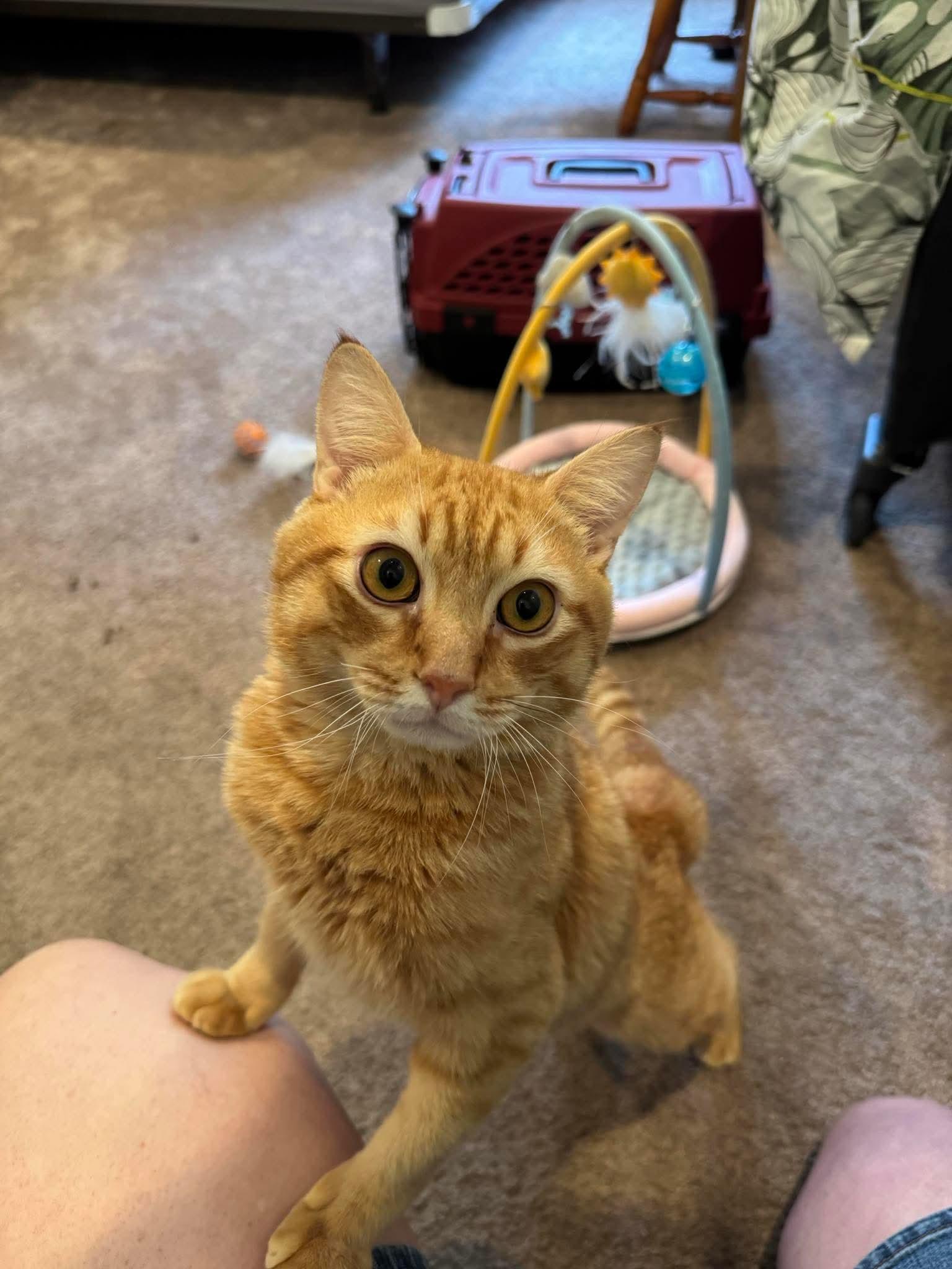 Enlarge Winston, a Adoptable Domestic Short Hair in North Haledon, NJ image 2/4