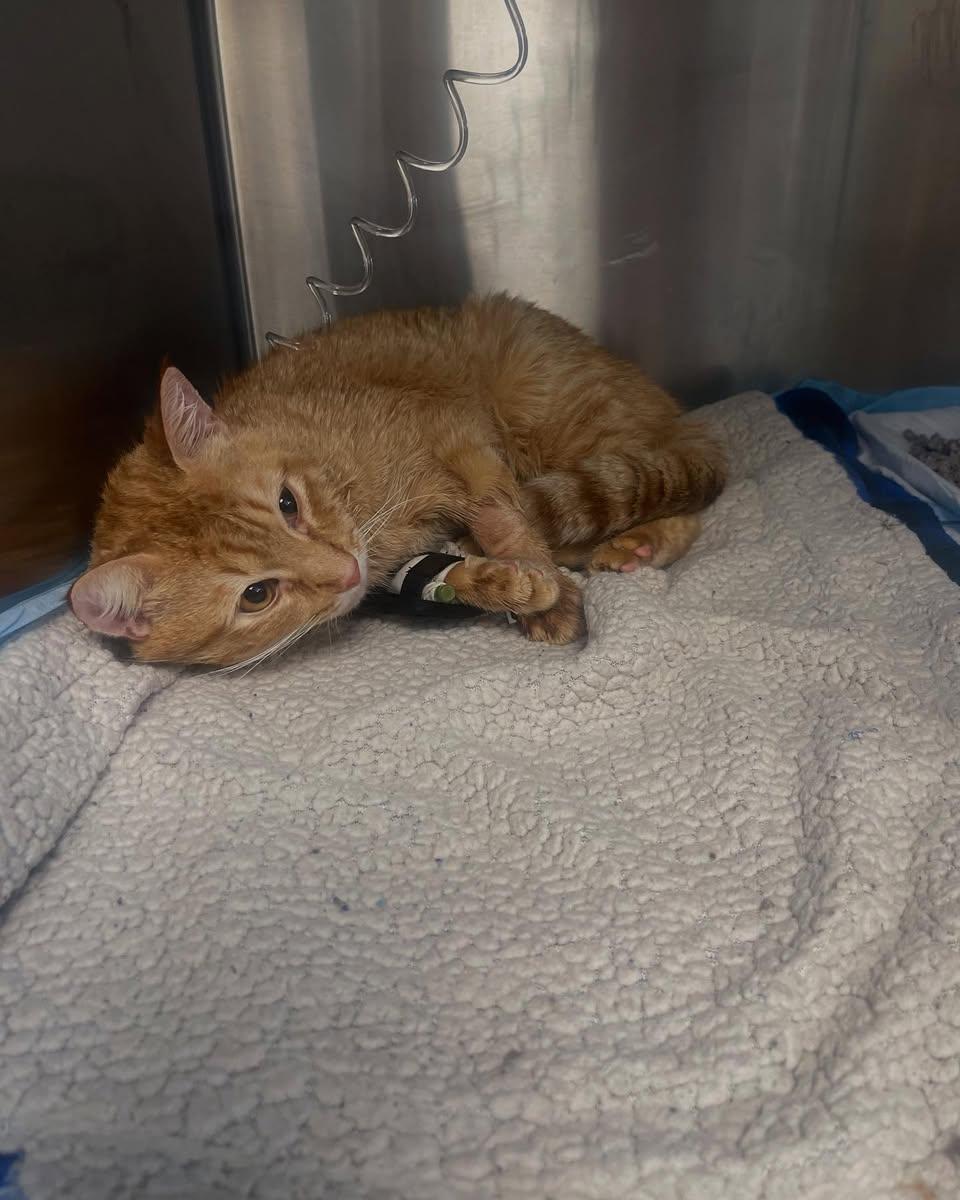 Enlarge Winston, a Adoptable Domestic Short Hair in North Haledon, NJ image 3/4