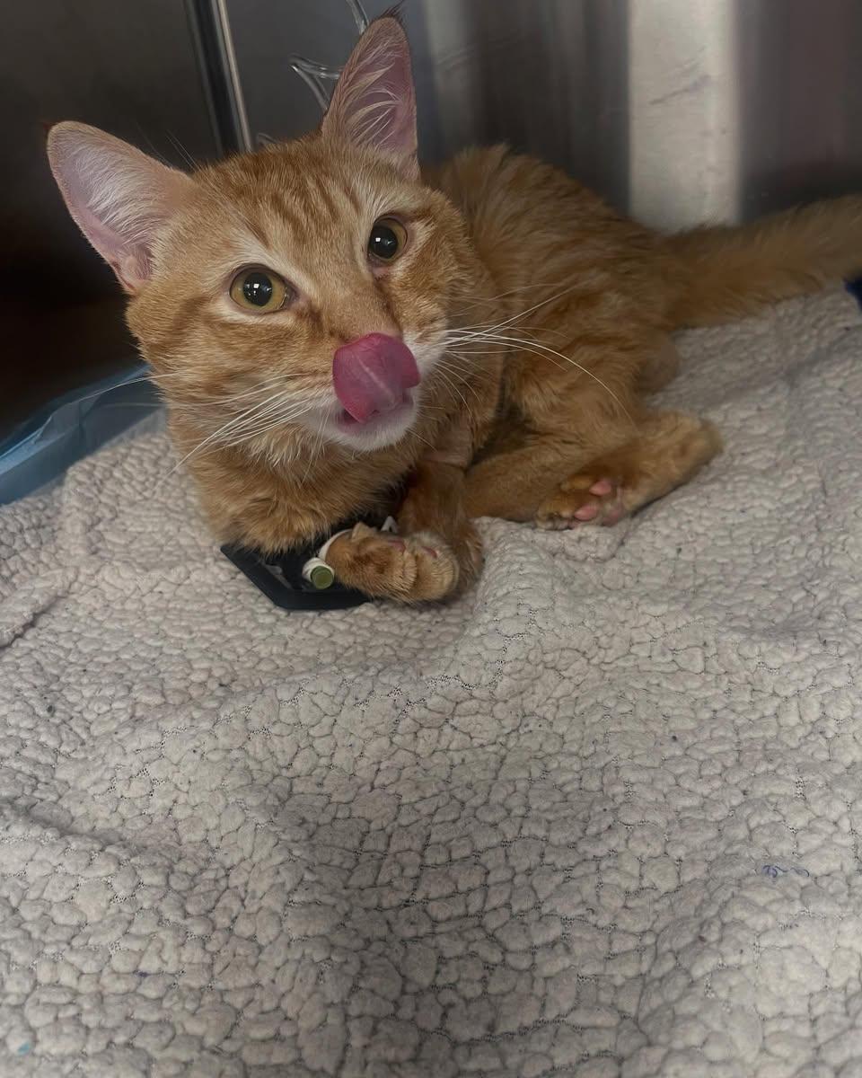 Enlarge Winston, a Adoptable Domestic Short Hair in North Haledon, NJ image 4/4