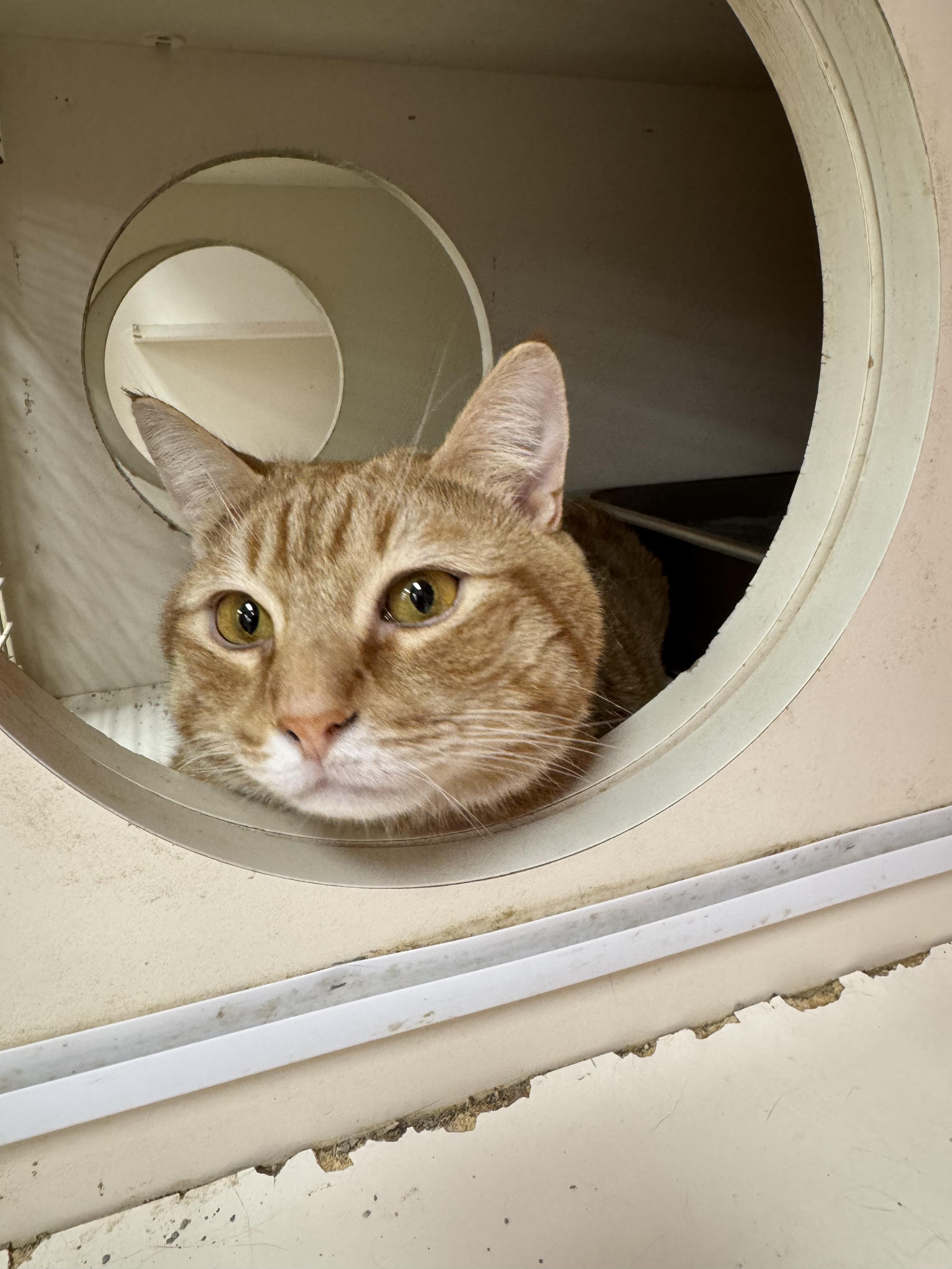 Winston, a Adoptable Domestic Short Hair in North Haledon, NJ image 6/6