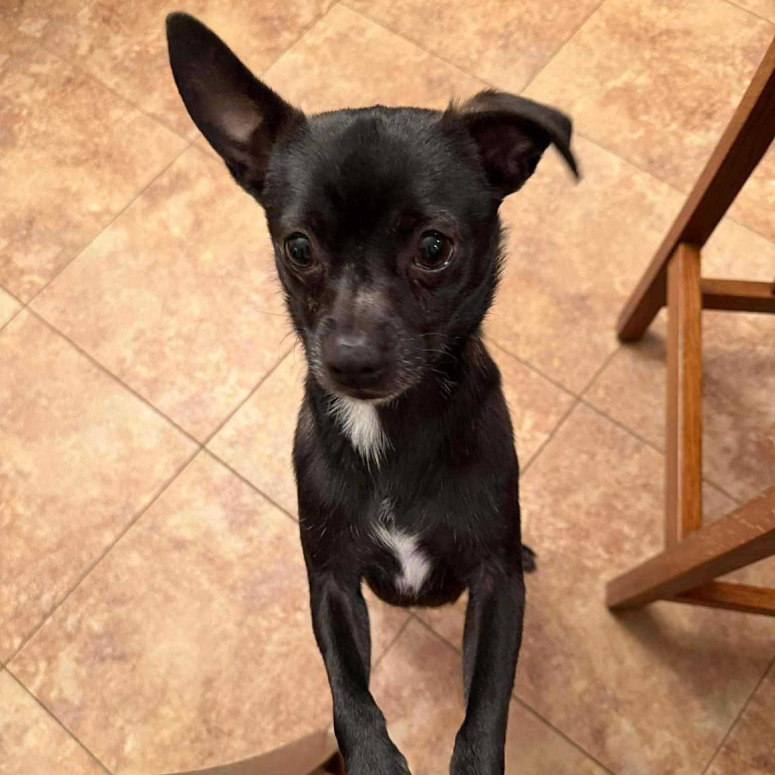 Skeeter, adopted, Adult Male Chihuahua.