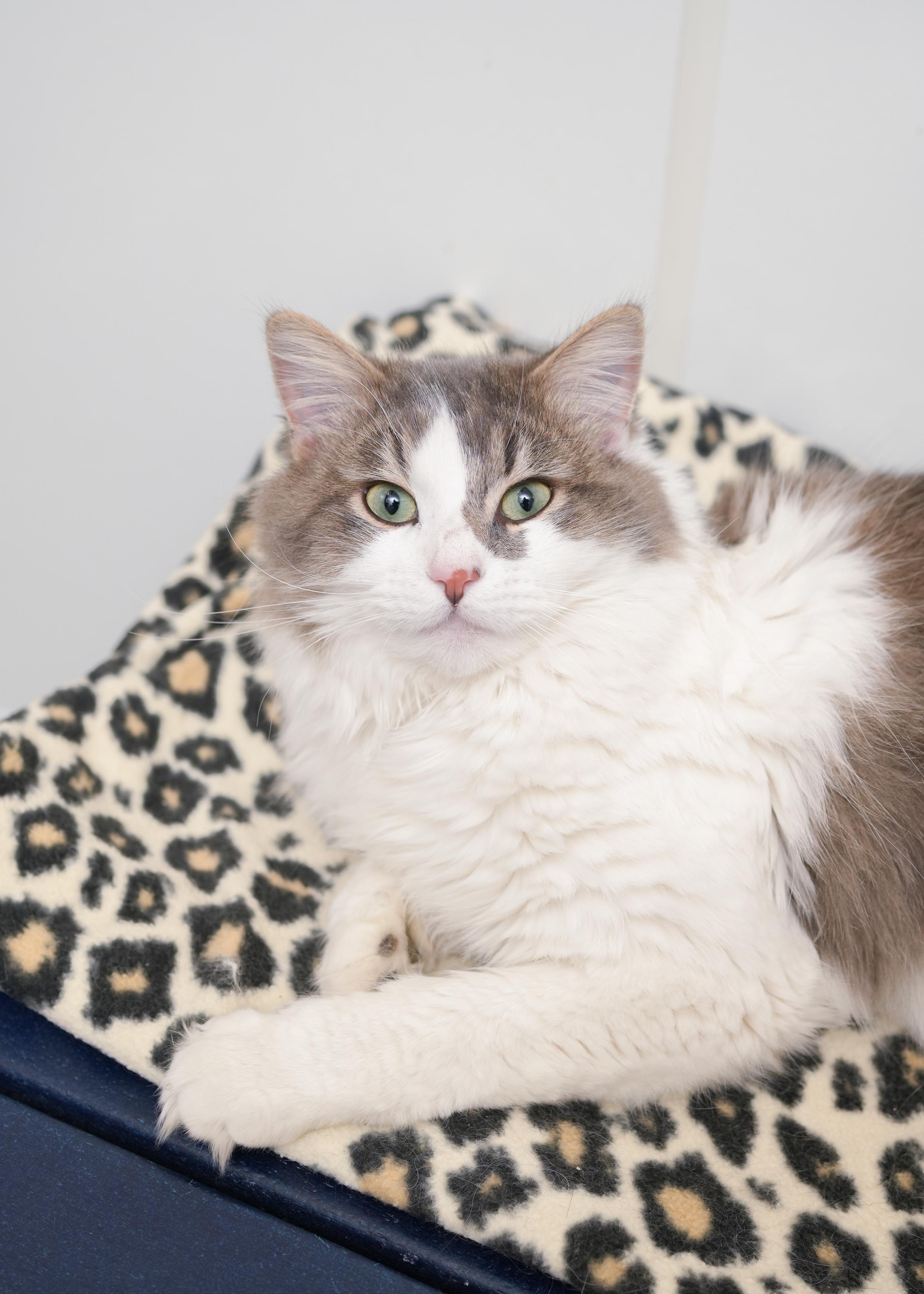 Ricky, ADOPTABLE, Adult Male Domestic Long Hair.