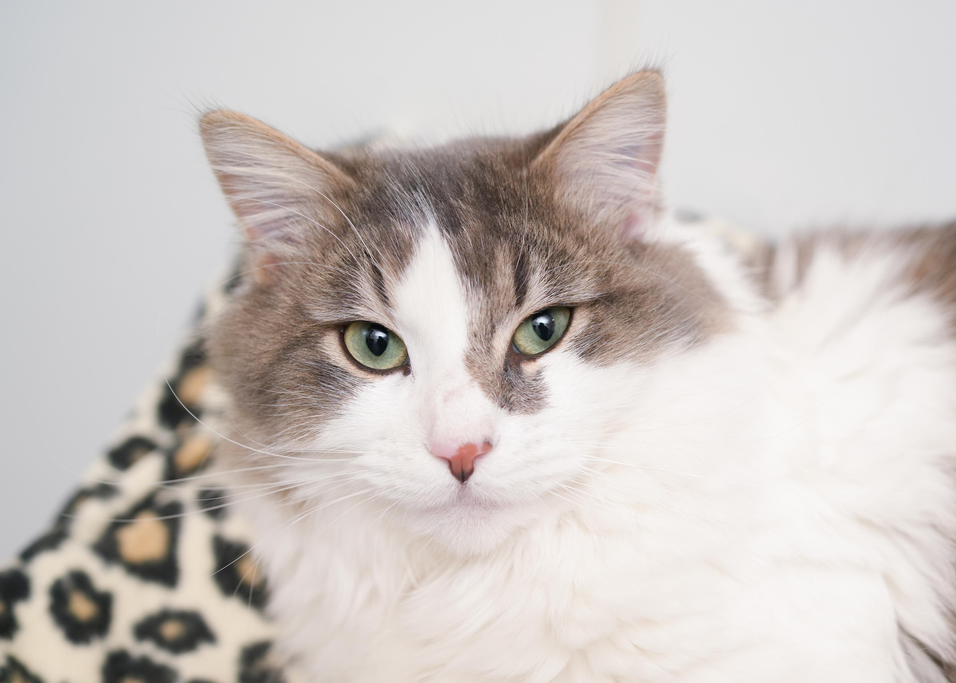 Ricky, a ADOPTABLE Domestic Long Hair in Boise, ID image 2/3