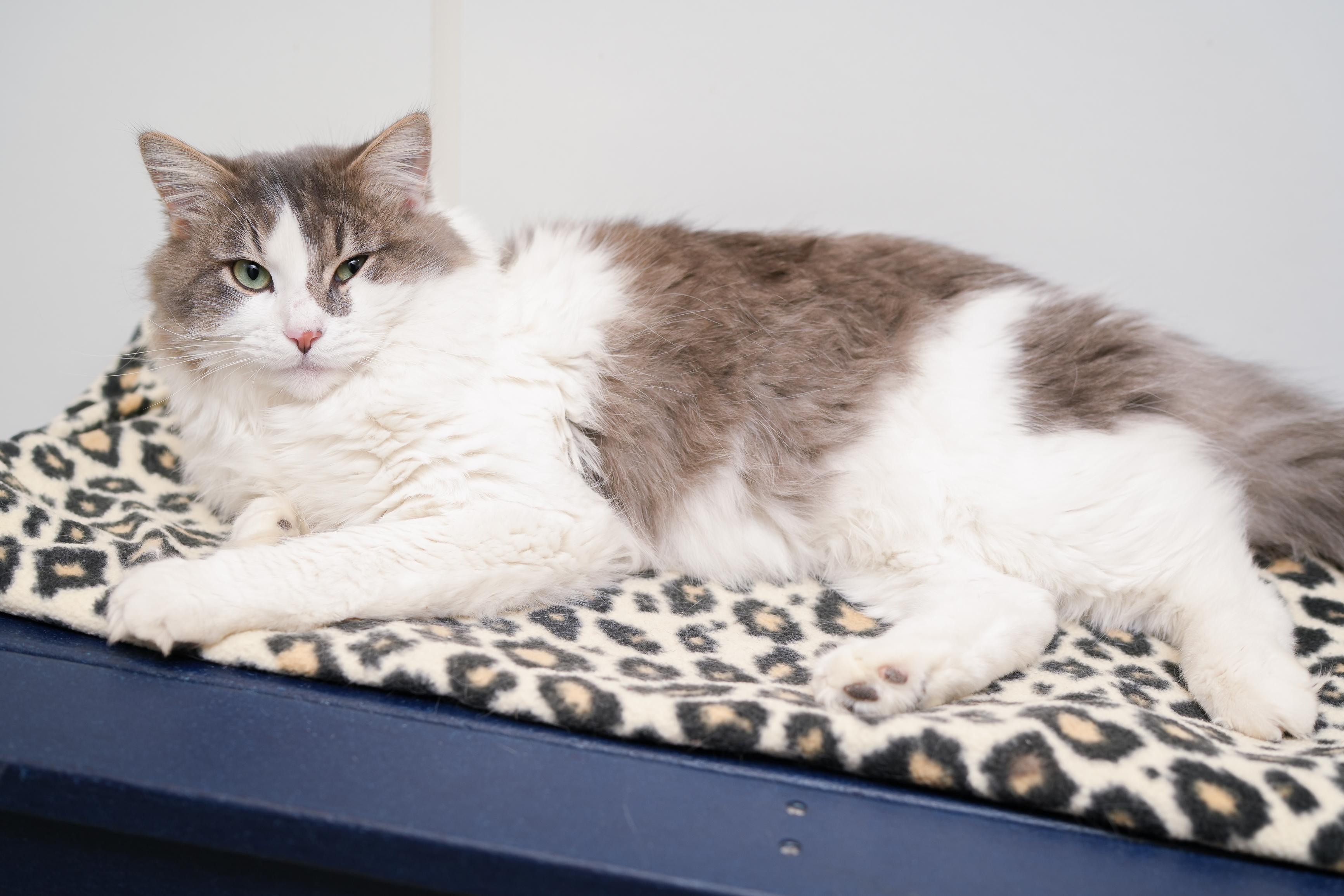 Ricky, a ADOPTABLE Domestic Long Hair in Boise, ID image 3/3