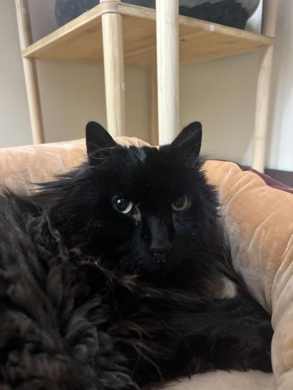 Colby, Adoptable, Senior Male Domestic Long Hair & Domestic Short Hair.