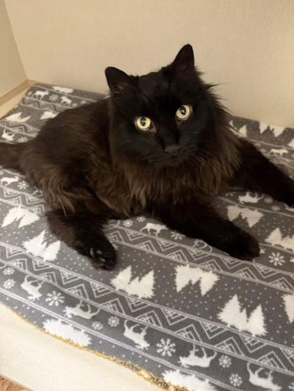 Enlarge Colby, a Adoptable mixed breed in Erin, ON image 2/2