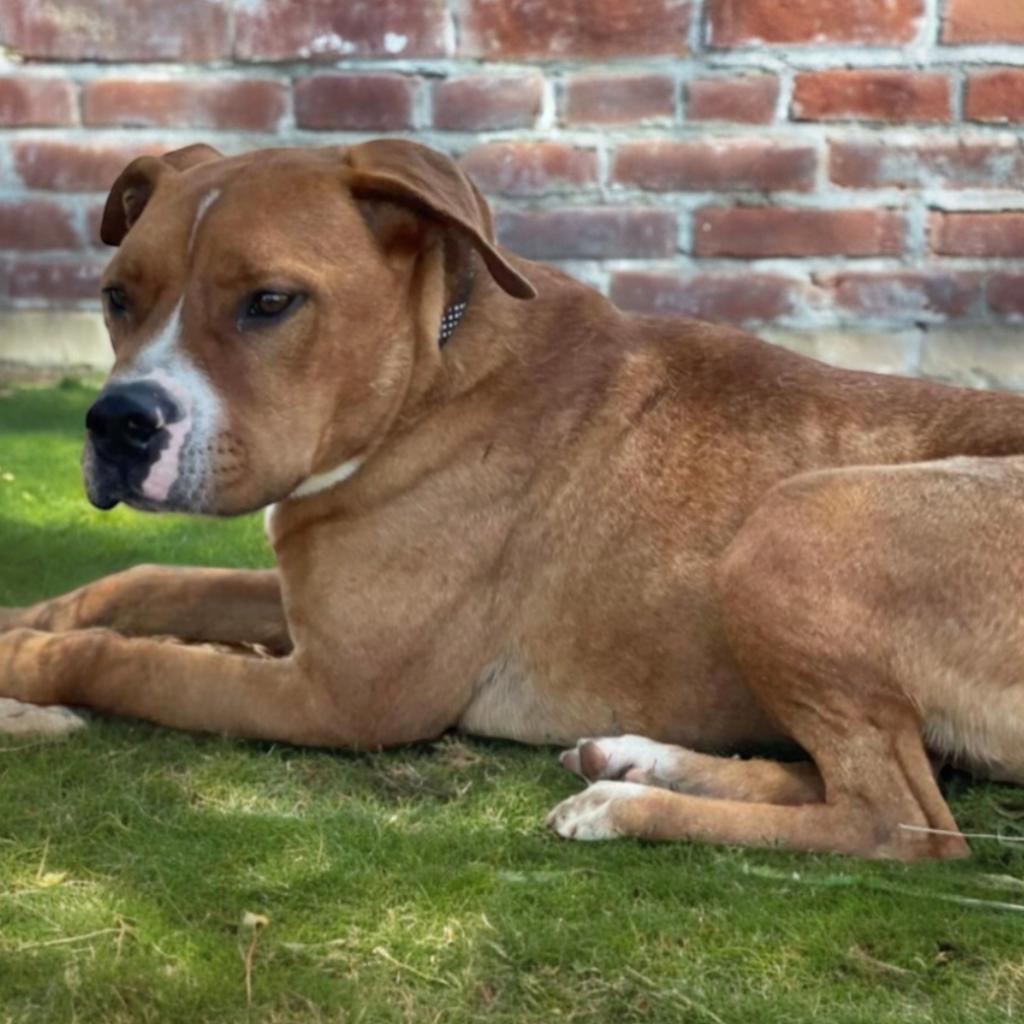 Enlarge Spanky, a Adoptable Mixed Breed in Hemet, CA image 1/6