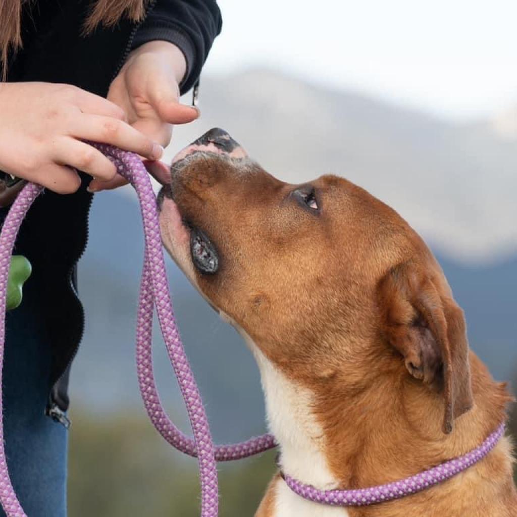 Enlarge Spanky, a Adoptable Mixed Breed in Hemet, CA image 2/6